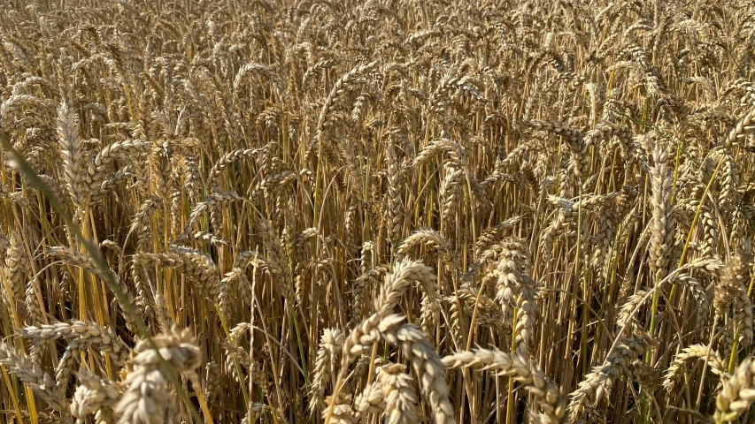 a field with ripe wheat growing on the stalk