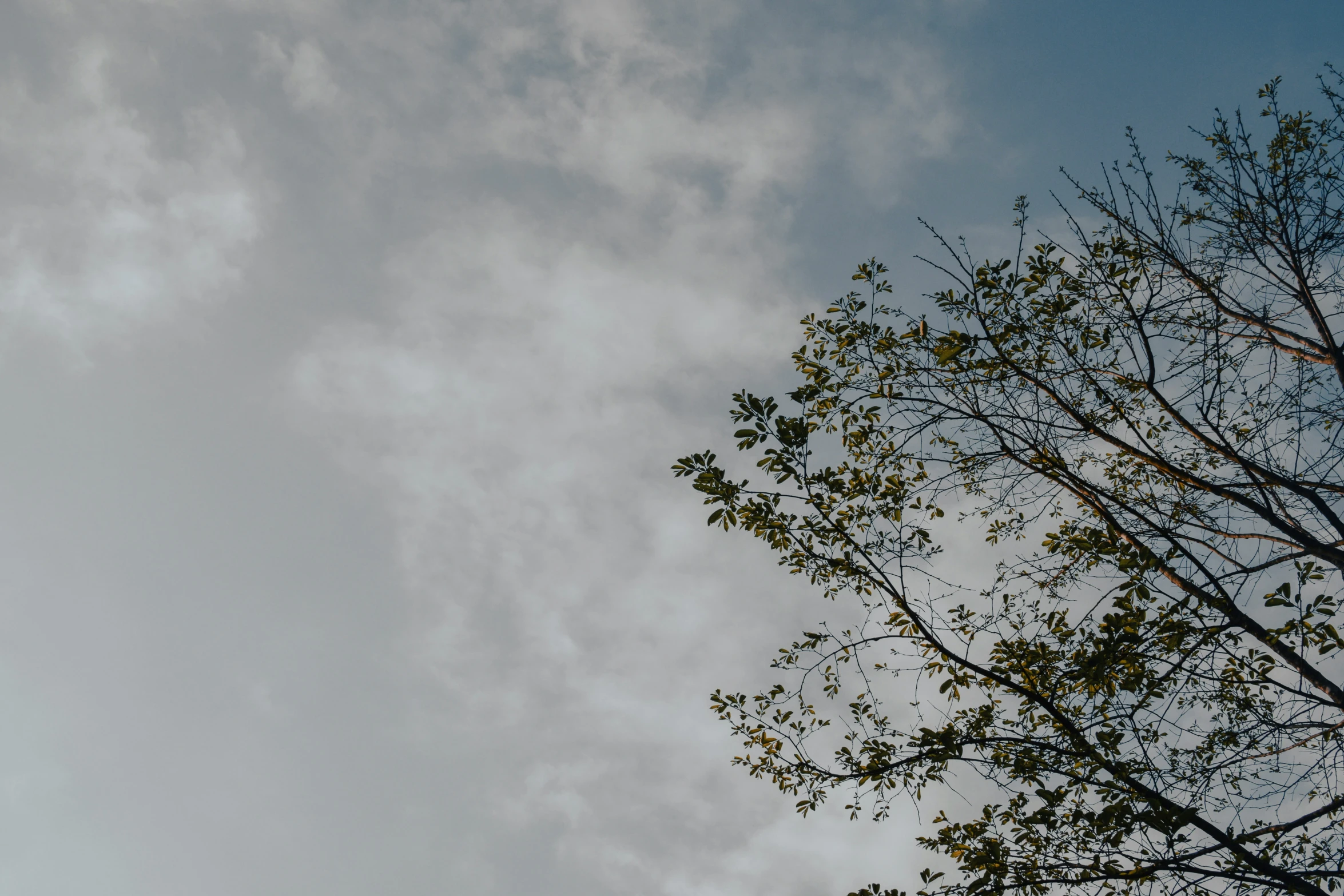 tree nches against sky and fluffy clouds on a cloudy day