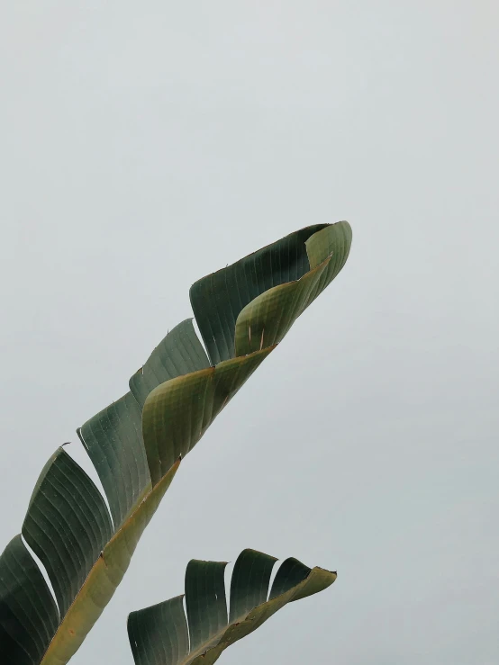 there is some plants that are standing in the sky