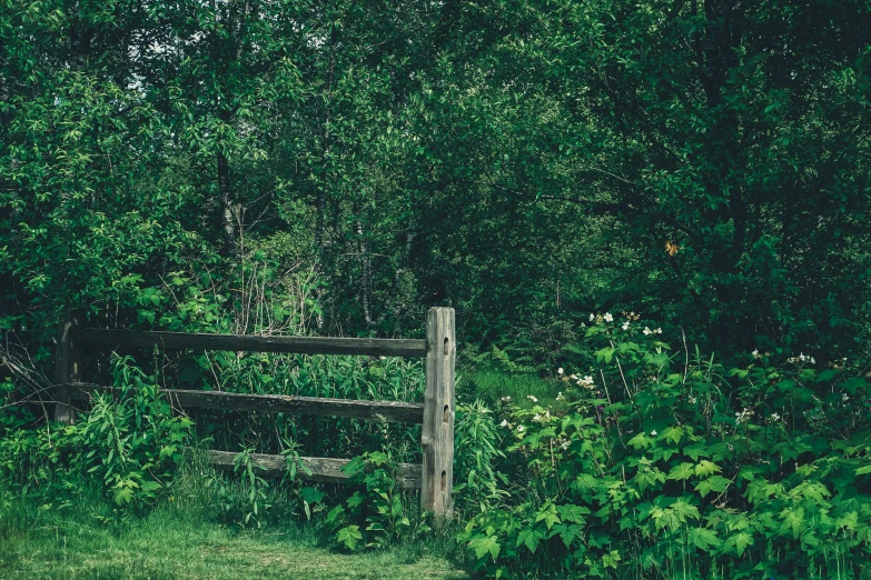 a wooden fence surrounded by plants and trees