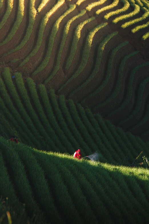 a lush green field filled with a hill