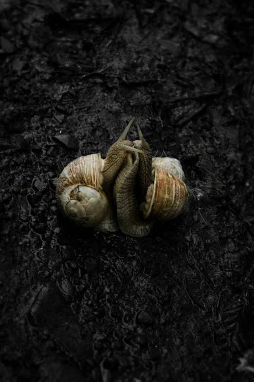 the two baby shells are nestled together on the ground