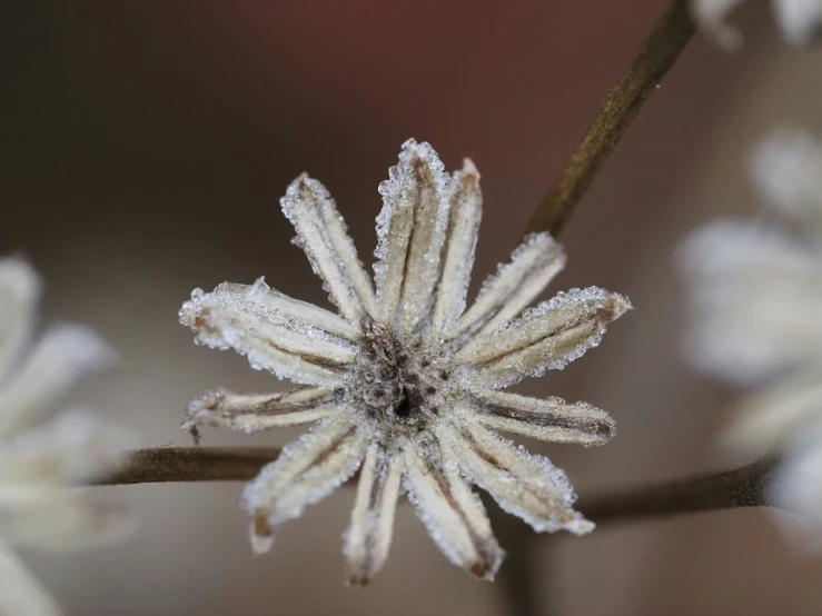 a flower has some frost on it