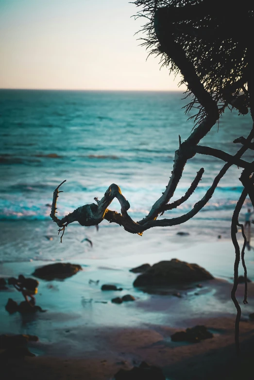 the trees are growing on the beach next to the water