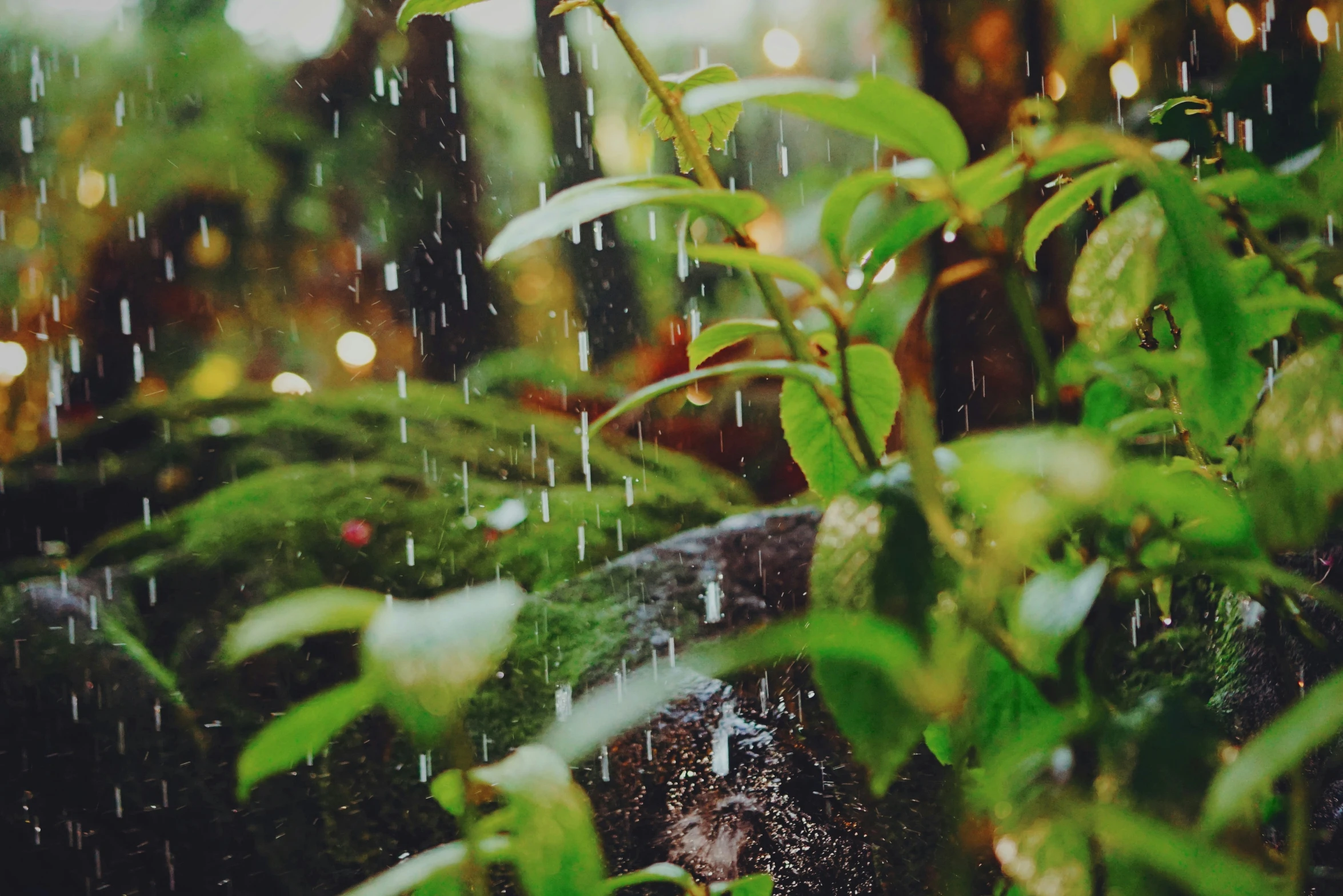 a bush with green leaves covered in rain