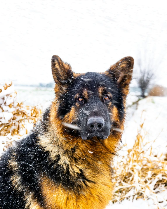 a dog with an odd look on his face