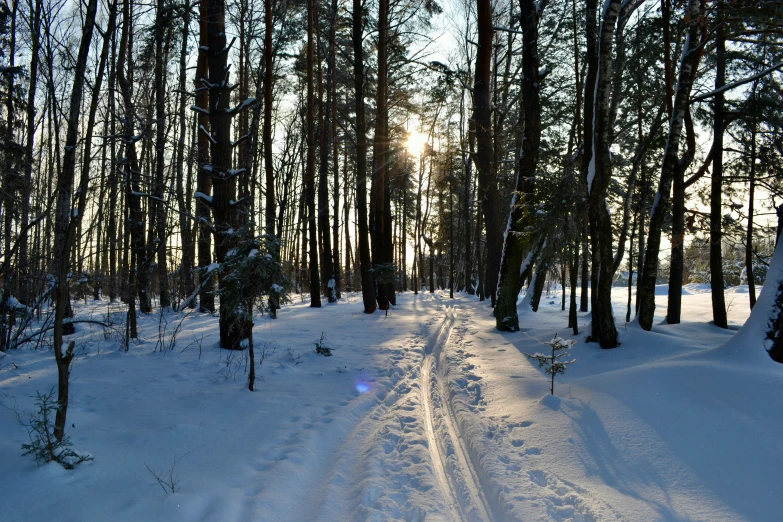 snowy trees and roads during winter at sunset