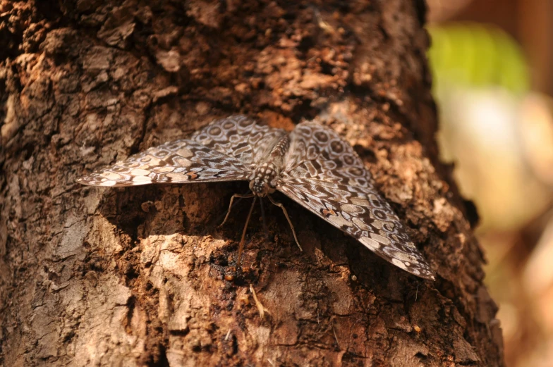 a small moth perched on the side of a tree