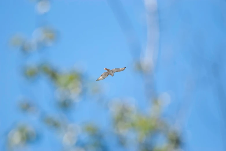 a bird is flying high up in the air