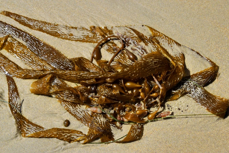 seaweed sticks up out of the sand on the beach