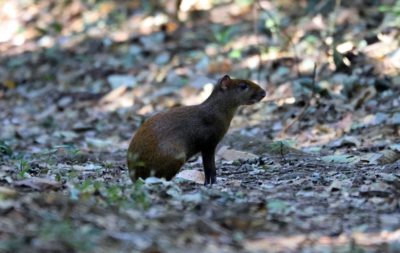 a capybara looking out from the ground