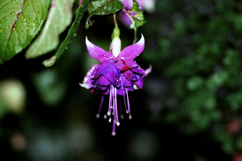 the purple flower is in bloom among greenery