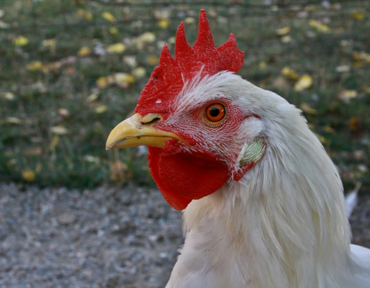 a close up of a rooster with a blurry background