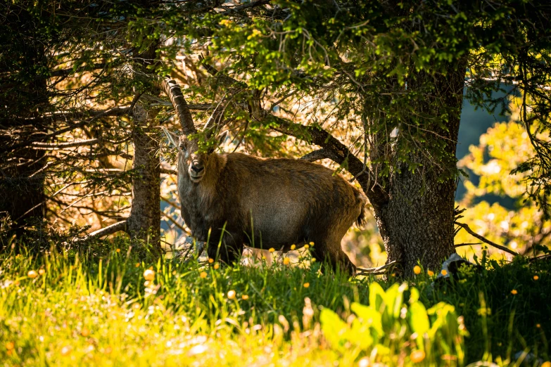 a bear standing among the trees in a clearing