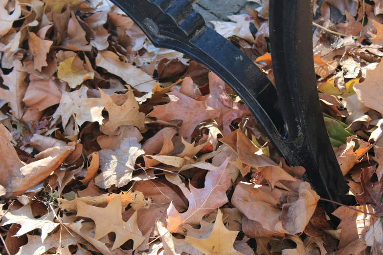 a fallen leaf covered road with an iron tire