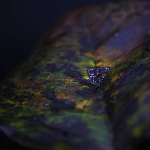 a close - up of a leaf with water drops