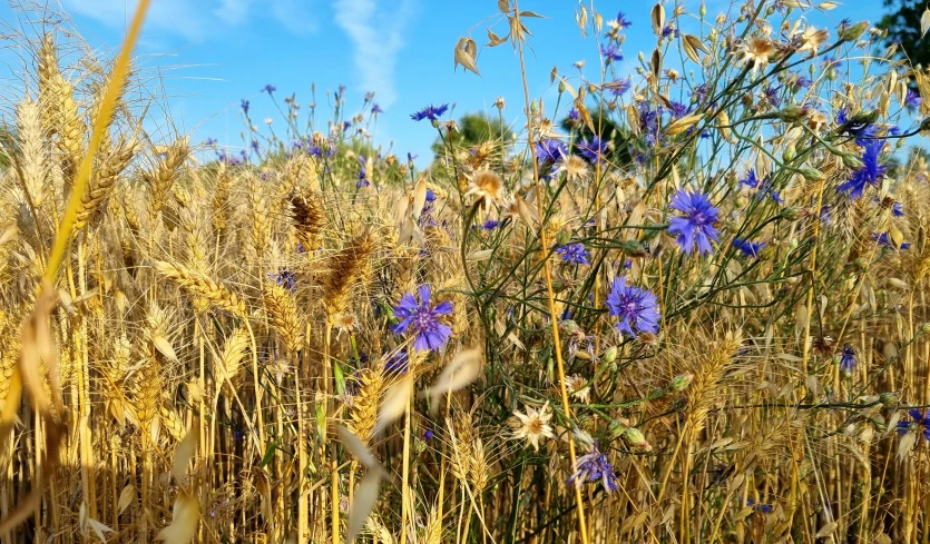 tall grasses and wildflowers are growing near the ground