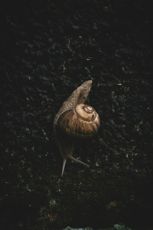 the back end of a snail in the woods