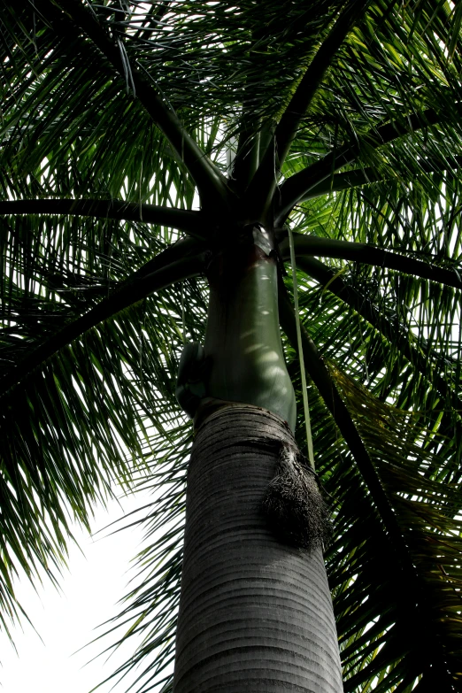 there is a tall palm tree with green leaves