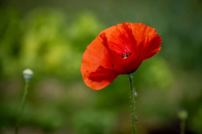 a red flower is blooming in the wild