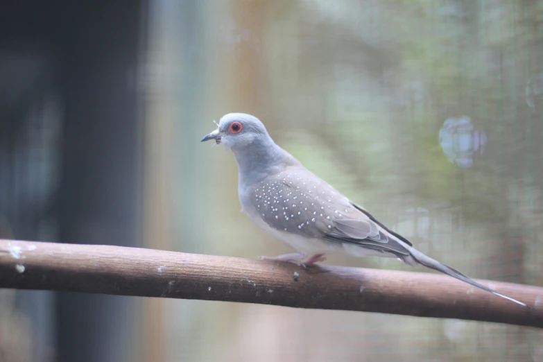 a grey bird with red eyes on a stick