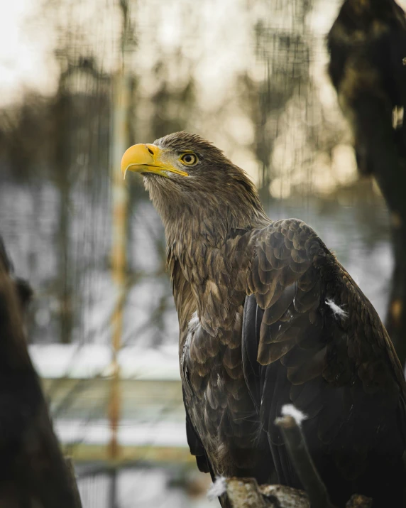 an eagle is sitting near some trees in the snow