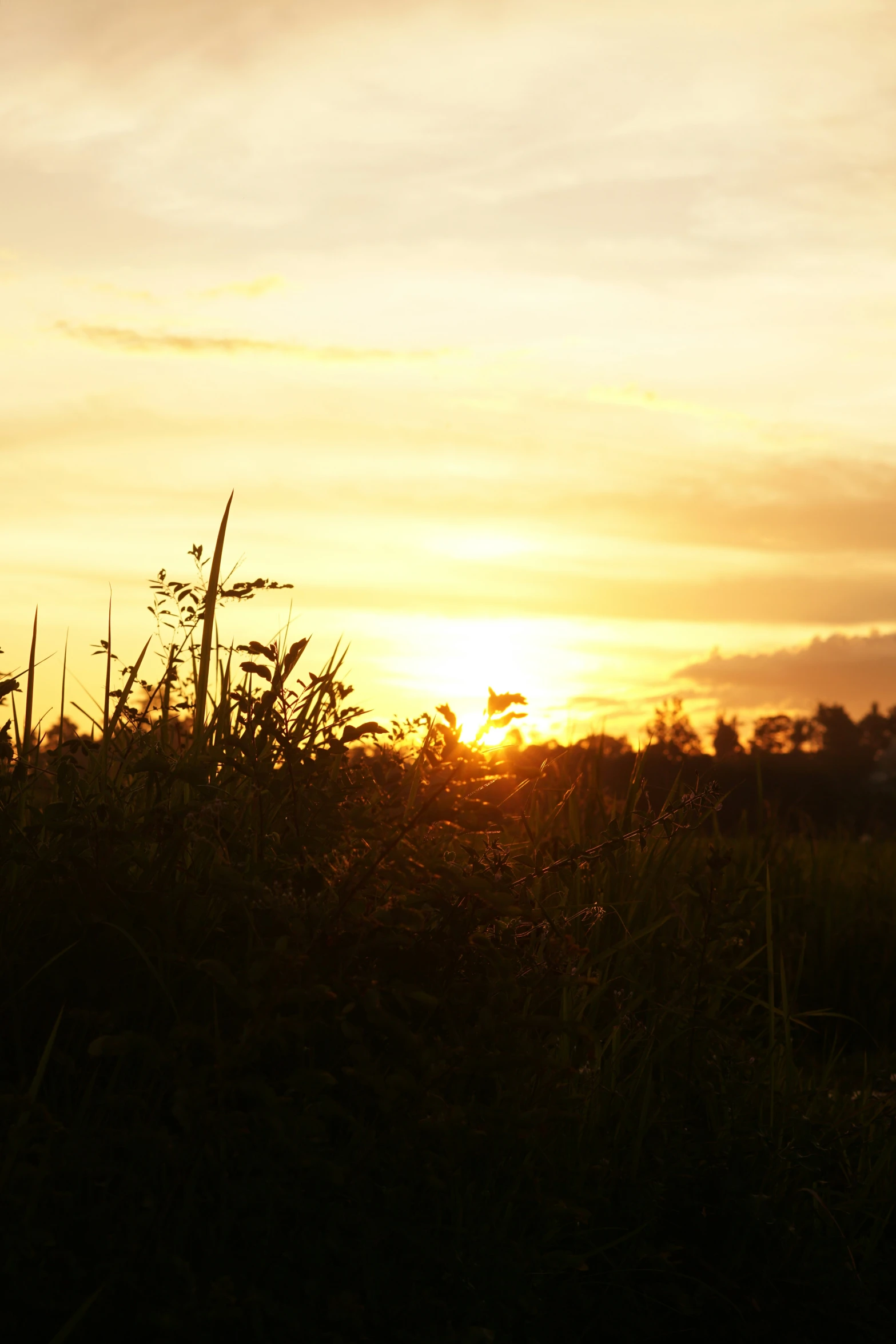 the view of a beautiful sunset and some vegetation in silhouette