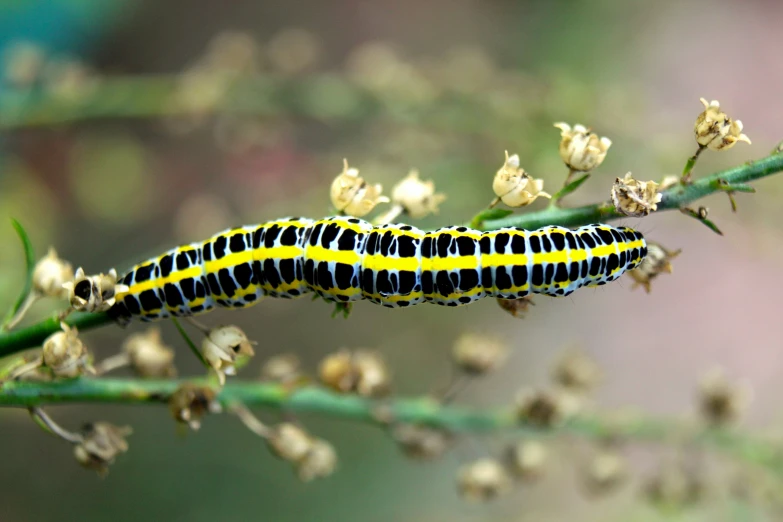 a monarch caterpillar perches on a nch of a plant