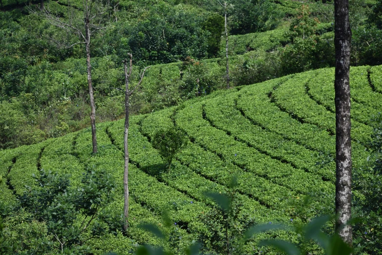 the tea bushes on the hillside look like a fairy land