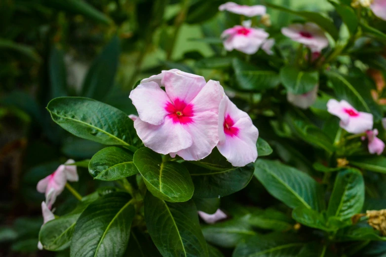 some pink flowers are blooming in the bushes