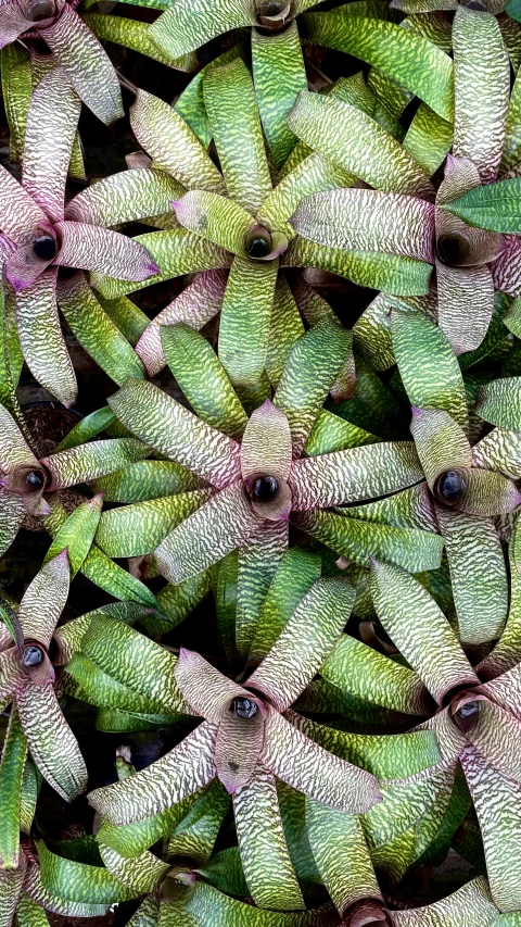 this closeup pograph shows the growth of a group of flowers