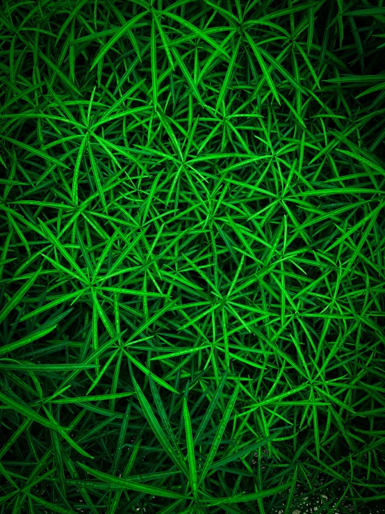 green abstract paint texture, created in the night