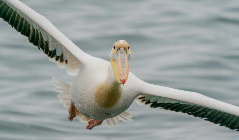 a bird that is flying over the water