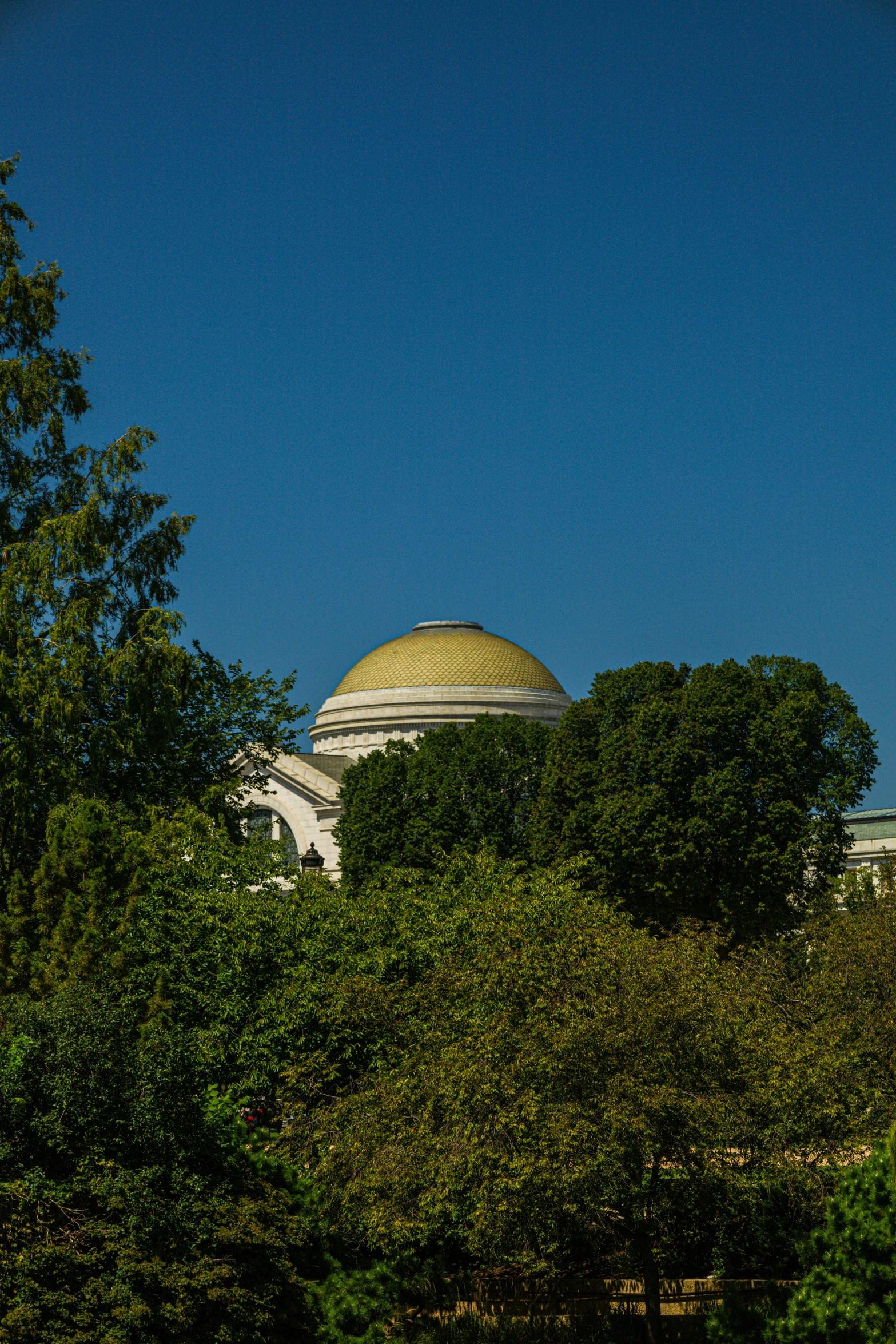 the dome of the building is behind a grove of trees