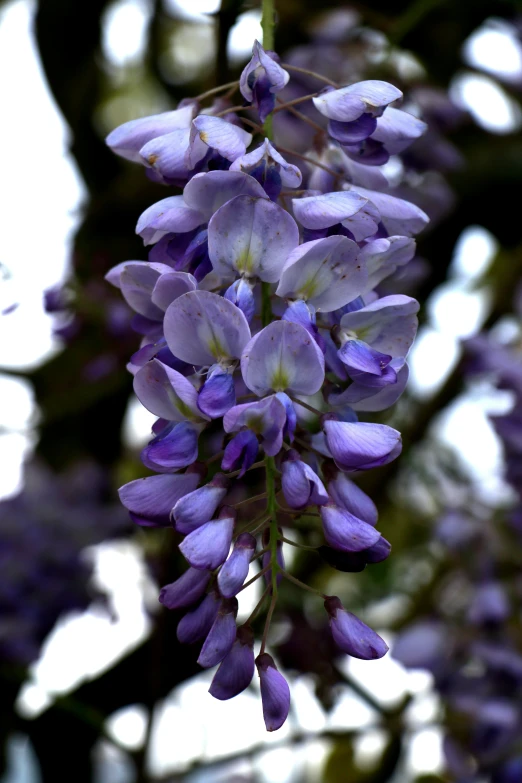 close up of purple flowers growing on a nch