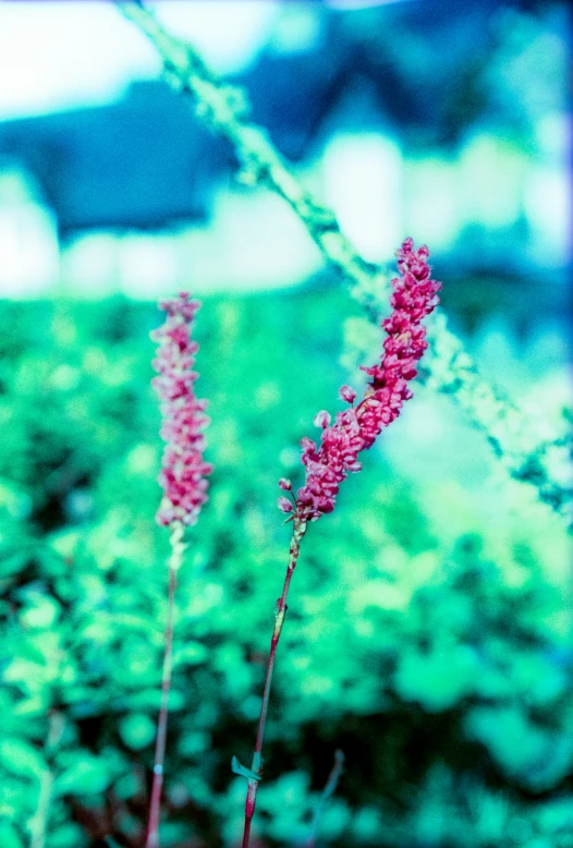 purple flowers near green bushes and trees with a blue and white truck behind them