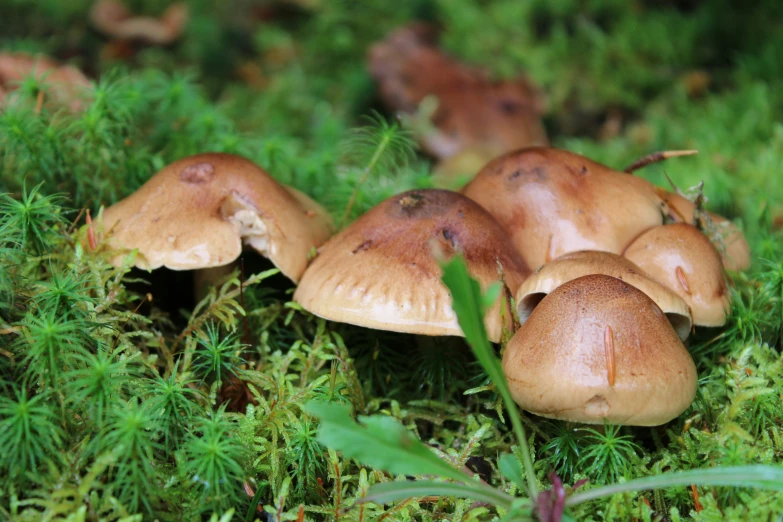 a group of mushrooms sitting on top of a field of grass