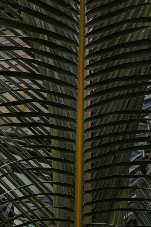 the tree leaves are almost completely green and yellow