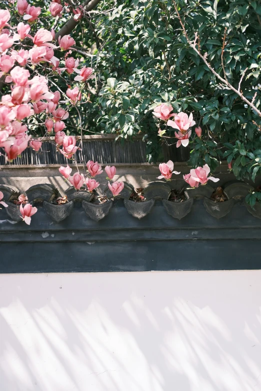 pink flowers bloom in pots next to a white wall