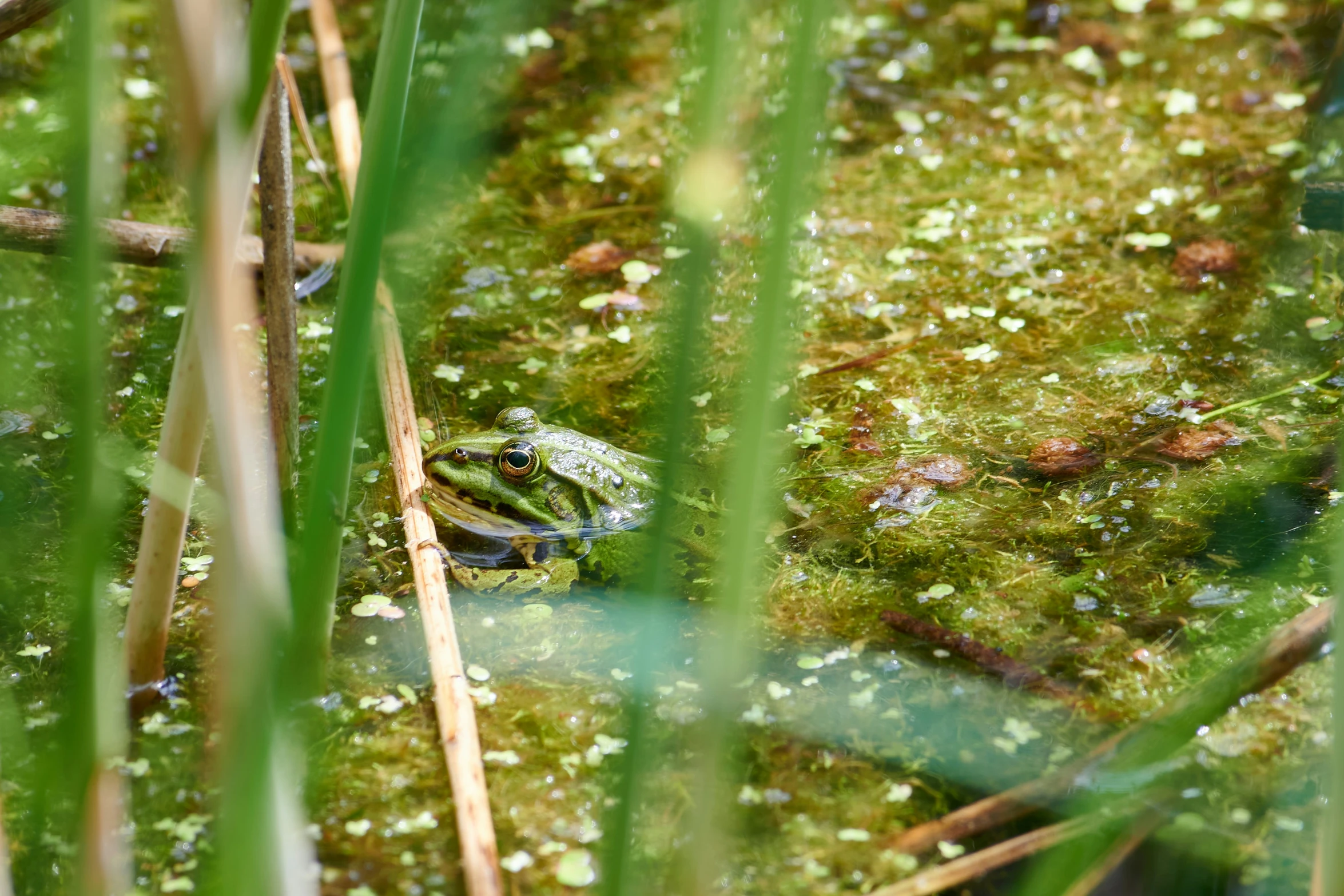 frog lying on the ground next to a green swampy river