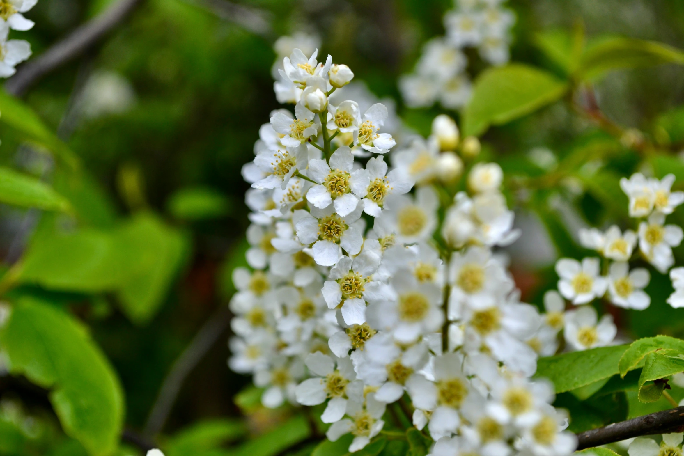 a bunch of white flowers with small leaves