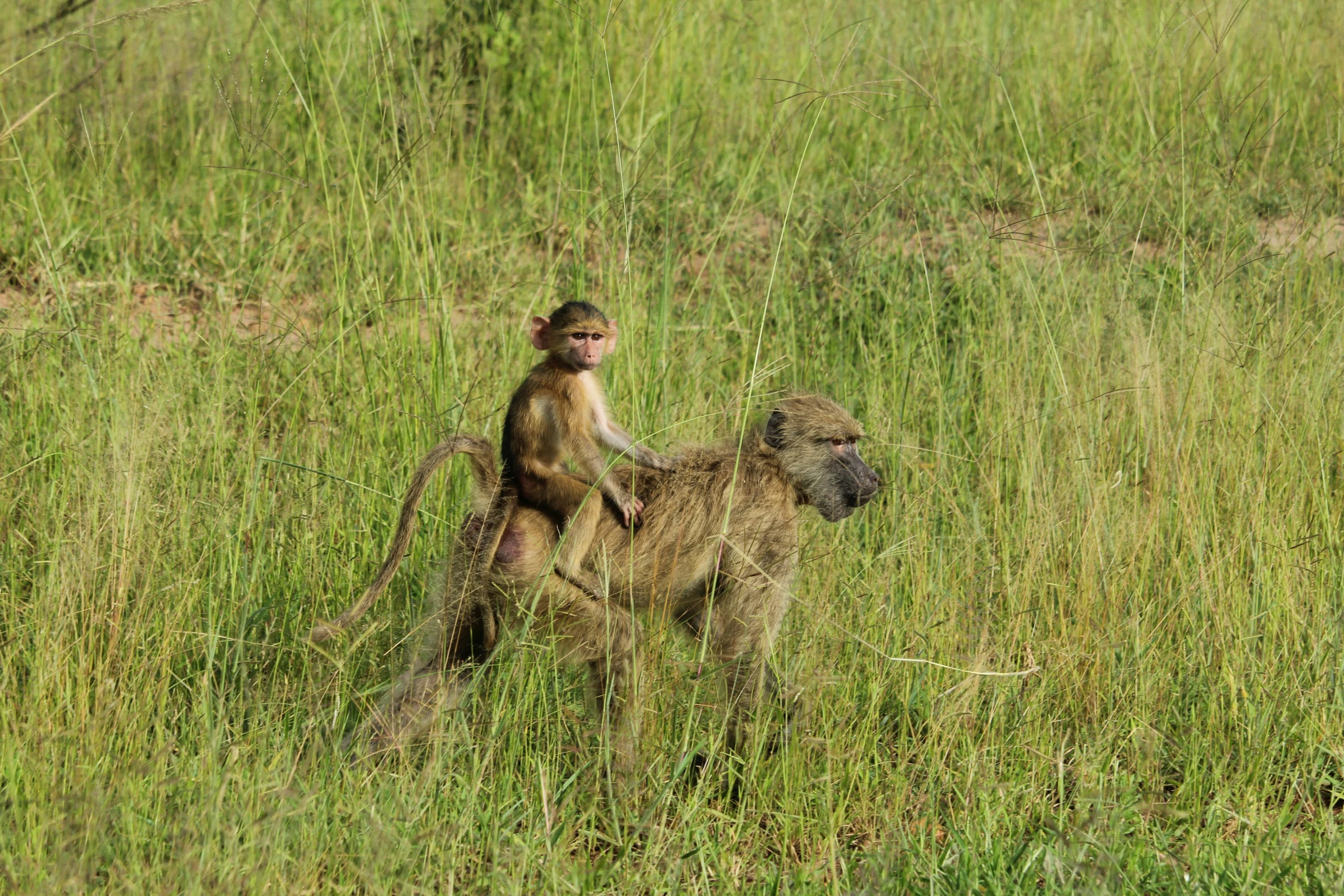 a monkey sitting on top of a carcass in tall grass