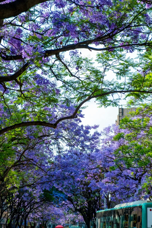 a bench sits under trees with purple flowers