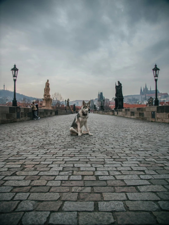 a dog sits on a cobblestone road with a view of a castle in the background