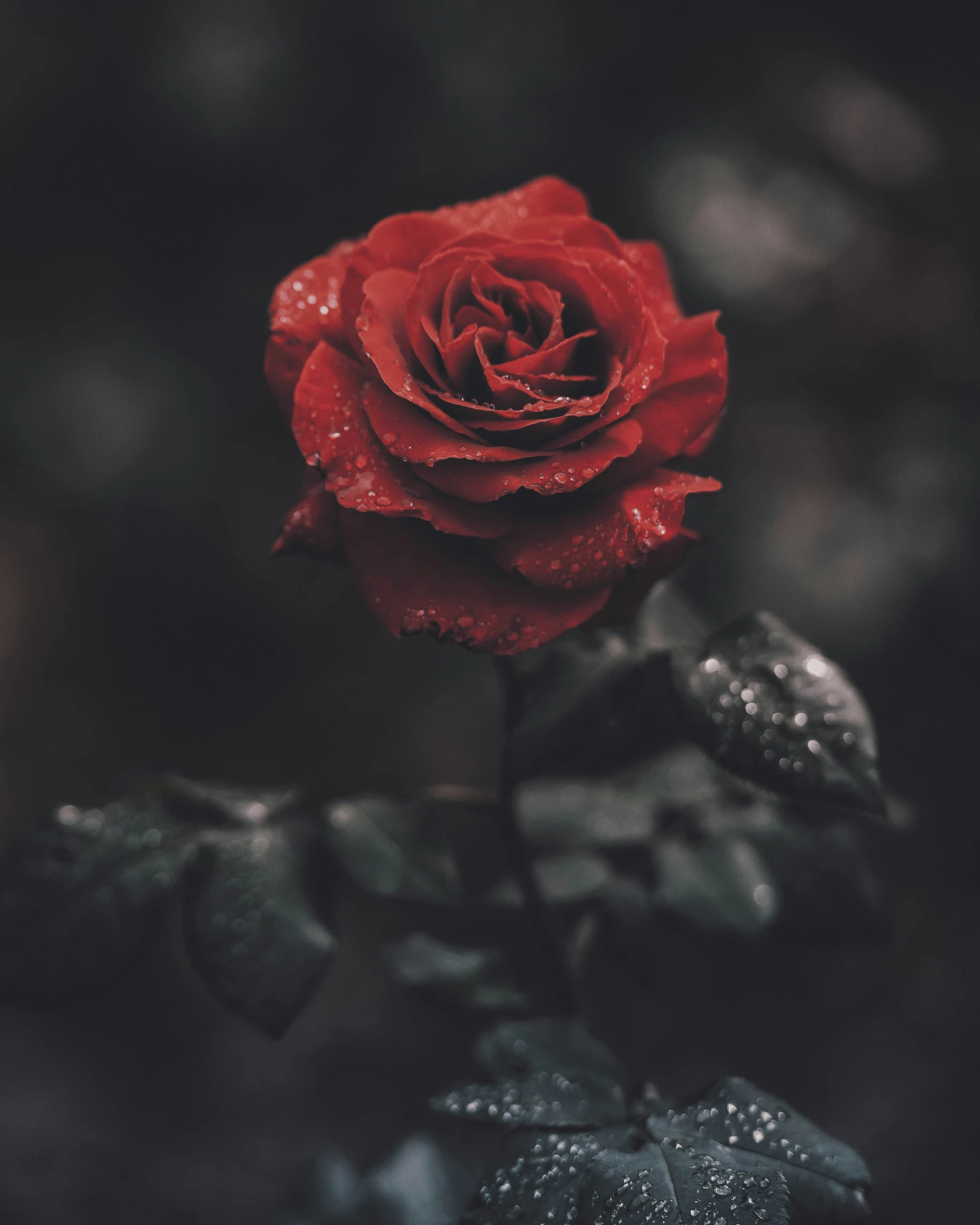 close - up pograph of a red rose in full bloom