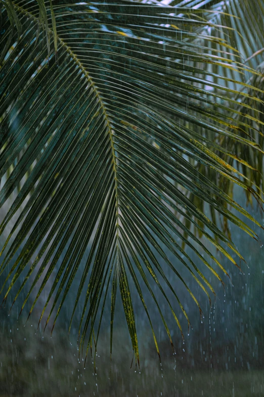 palm tree leaves through a rain shower at dusk