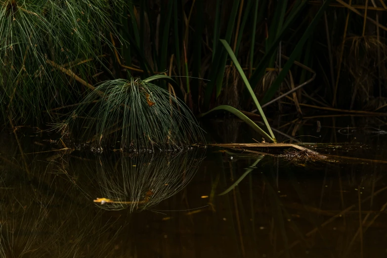 a large body of water surrounded by vegetation