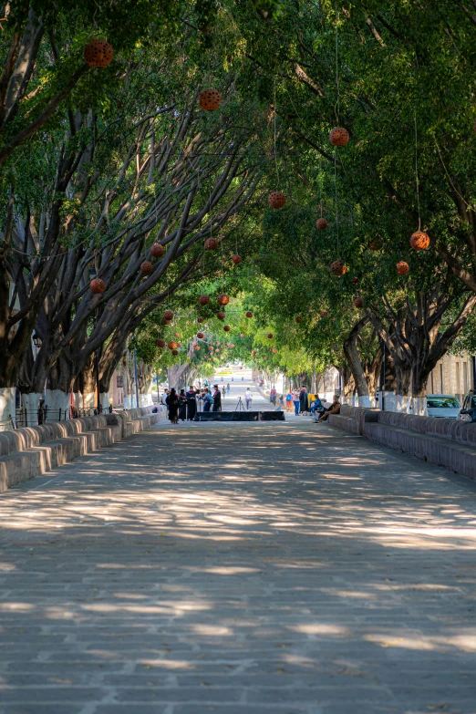 trees fill the sides of street lined with blocks