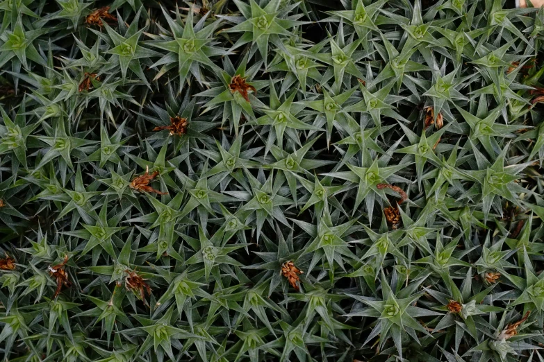 the top view of the plant with many small flowers