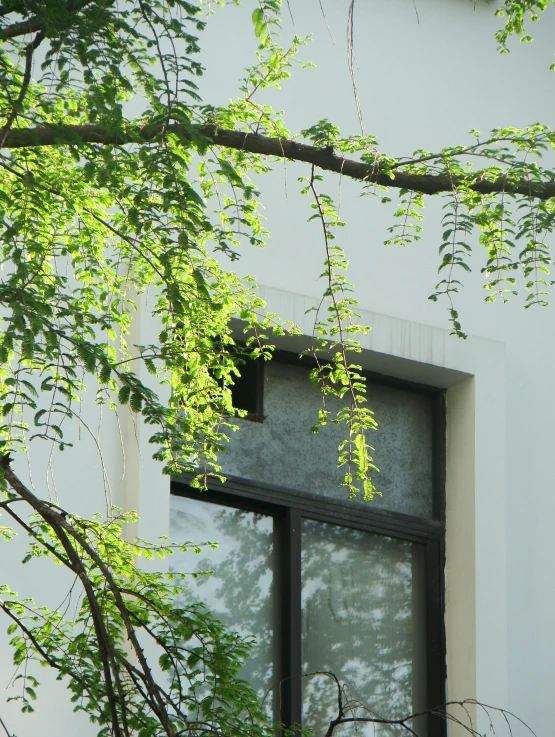 an empty window with a view of a green tree